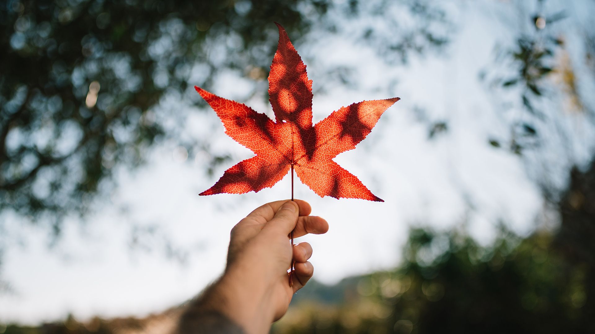 OLTRE: Strangers On A Train